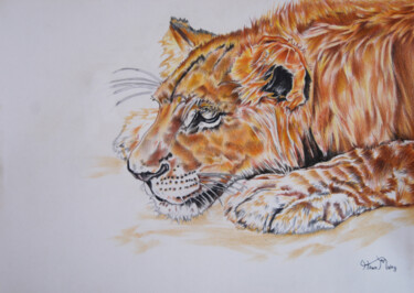 Dessin intitulée "watchful lion" par Hiten Mistry, Œuvre d'art originale, Crayon