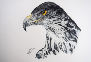 Drawing titled "hawk eagle" by Hiten Mistry, Original Artwork, Pencil