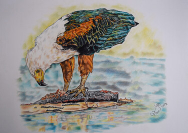 Drawing titled "fish eagle" by Hiten Mistry, Original Artwork, Pencil