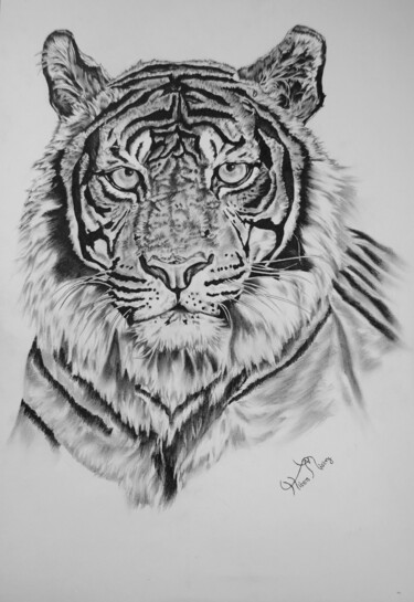 Desenho intitulada "tiger portrait" por Hiten Mistry, Obras de arte originais, Grafite