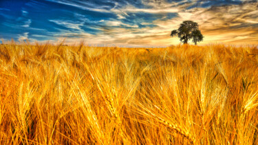 Fotografie mit dem Titel "golden fields" von Holger Niess, Original-Kunstwerk, Digitale Fotografie
