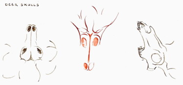 Tekening getiteld "Three Deer Skulls" door Omeros, Origineel Kunstwerk, Inkt