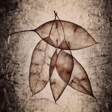 Fotografia intitulada "Leaves 3" por Hrnjak Maja, Obras de arte originais, Fotografia digital
