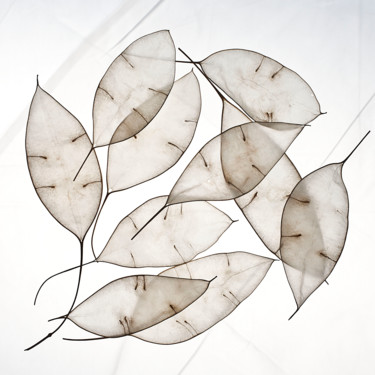Photography titled "White Leaves" by Hrnjak Maja, Original Artwork, Digital Photography