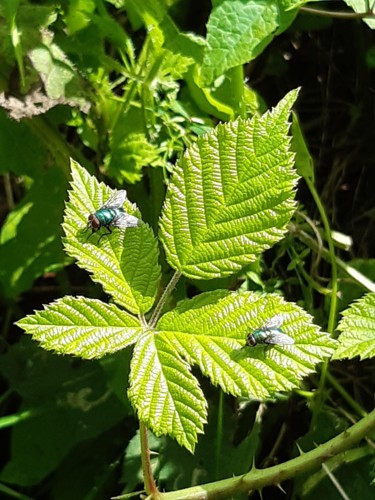 Photographie intitulée "Symétrie en vert" par Phrevt H, Œuvre d'art originale, Photographie non manipulée