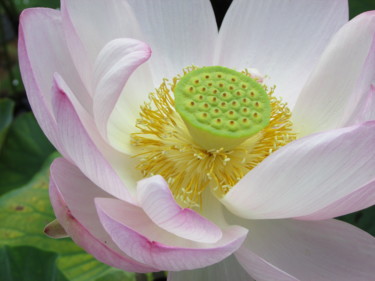 Fotografie getiteld "lotus 2" door Phrevt H, Origineel Kunstwerk, Niet gemanipuleerde fotografie