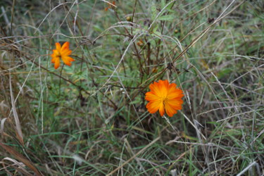 Photographie intitulée "fleur orange" par Phrevt H, Œuvre d'art originale, Photographie non manipulée