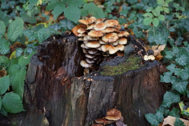 Fotografie getiteld "champignons de la c…" door Phrevt H, Origineel Kunstwerk, Niet gemanipuleerde fotografie