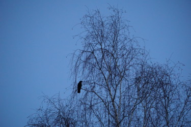 Photographie intitulée "corbeau" par Phrevt H, Œuvre d'art originale, Photographie non manipulée