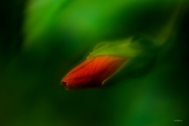 Fotografía titulada "Hibiscus Bud" por Travis Burgess, Obra de arte original