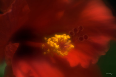 Photographie intitulée "Red Hibiscus" par Travis Burgess, Œuvre d'art originale, Photographie numérique