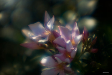 Photographie intitulée "Pink Oleander 1" par Travis Burgess, Œuvre d'art originale, Photographie numérique