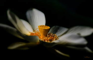 Photography titled "A Lotus, Softly" by Travis Burgess, Original Artwork, Manipulated Photography