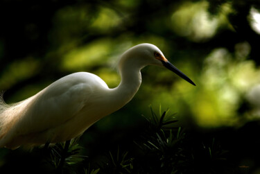 Photographie intitulée "Snowy Egret" par Travis Burgess, Œuvre d'art originale, Photographie numérique