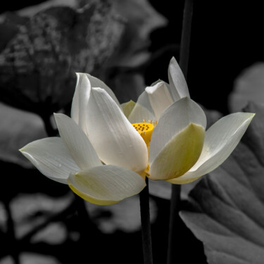 Photography titled "L’éveil du lotus" by Hubert Trublard, Original Artwork, Digital Photography Mounted on Aluminium