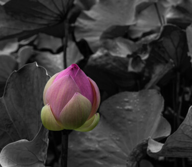 Fotografie mit dem Titel "Lotus rose" von Hubert Trublard, Original-Kunstwerk, Digitale Fotografie Auf Aluminium montiert