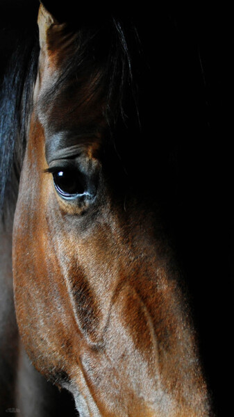 Фотография под названием "Le cheval" - Hubert Trublard, Подлинное произведение искусства, Цифровая фотография Установлен на…