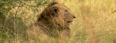 Photography titled "Savane" by Hubert Trublard, Original Artwork, Non Manipulated Photography Mounted on Other rigid panel