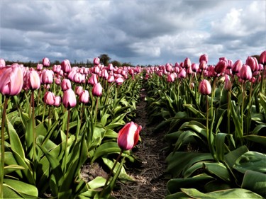 Photography titled "Tulips of Amsterdam…" by Hubertine Langemeijer, Original Artwork, Non Manipulated Photography