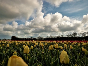 摄影 标题为“Tulips of Amsterdam” 由Hubertine Langemeijer, 原创艺术品, 非操纵摄影