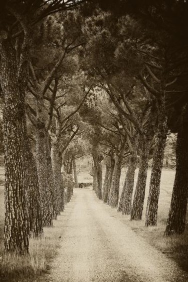 Photography titled "Tuscan pines" by Hugh Smith, Original Artwork