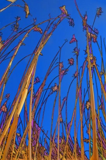 Photography titled "Reeds" by Hugh Smith, Original Artwork