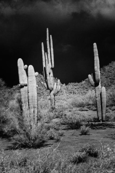 Fotografia intitolato "Saquaro Cactus Ariz…" da Hugh Smith, Opera d'arte originale