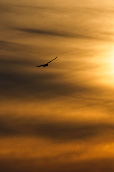 Φωτογραφία με τίτλο "Sunset and Bird" από Hugo Lorenzo, Αυθεντικά έργα τέχνης, Ψηφιακή φωτογραφία Τοποθετήθηκε στο Αλουμίνιο