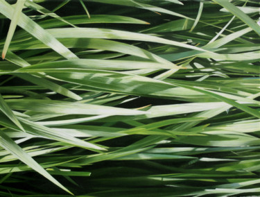 Peinture intitulée "Herbes XII" par Jacques Bodin, Œuvre d'art originale, Huile