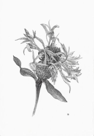 Drawing titled "Cornflower" by Iana Cherepanska, Original Artwork, Ink