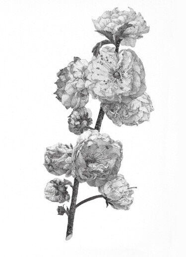 Tekening getiteld "Hanami. Japan Sakura" door Iana Cherepanska, Origineel Kunstwerk, Inkt