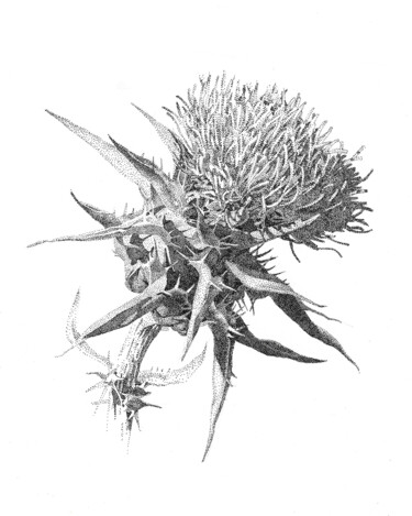 Drawing titled "Thistle" by Iana Cherepanska, Original Artwork, Ink