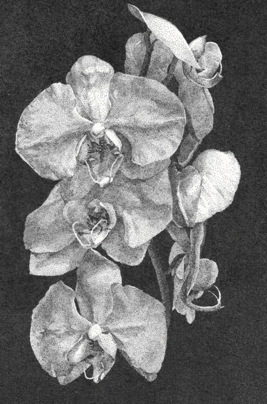 Dessin intitulée "The Orchid I" par Iana Cherepanska, Œuvre d'art originale, Encre