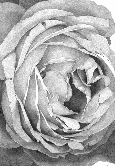 Drawing titled "Trembling Rose" by Iana Cherepanska, Original Artwork, Ink