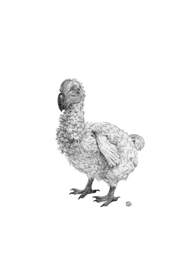 Dibujo titulada "Dodo Bird" por Iana Cherepanska, Obra de arte original, Tinta
