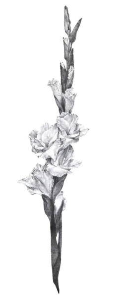 GLADIOLUS SWORD. REALISTIC BLACK FLORAL ORIGINAL ARTWORK. Drawing titled "GLADIOLUS SWORD. RE…" by Ianna Lu, Original Art, Ink