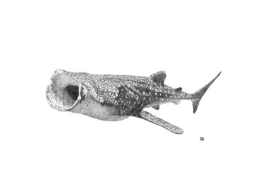 SHARK - small black and white ink realistic artwork Drawing titled "SHARK - small black…" by Ianna Lu, Original Art, Ink