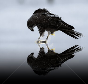 Fotografia zatytułowany „Falcon Reflection” autorstwa Ian Vernon, Oryginalna praca