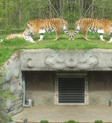 Photography titled "mirrored-tigers-r.j…" by Iceland, Original Artwork, Digital Photography