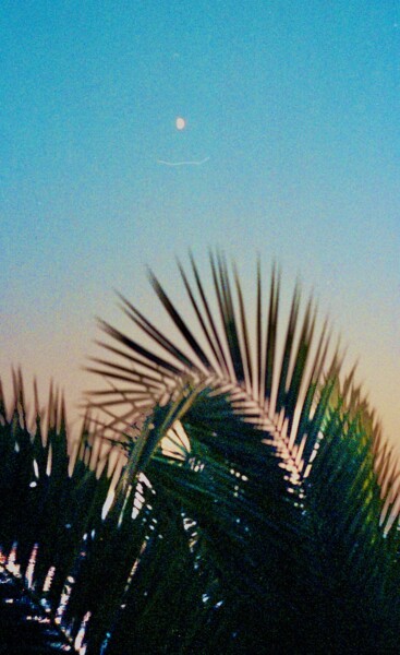 Fotografie getiteld "Une palme dans la l…" door Ida Arundo, Origineel Kunstwerk, Film fotografie