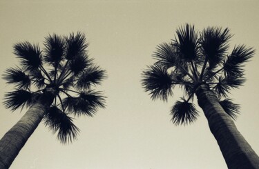 Fotografía titulada "Esthétique arborico…" por Ida Arundo, Obra de arte original, Fotografía analógica