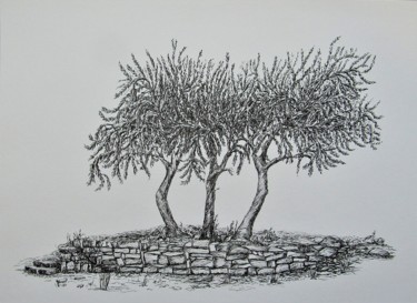 Zeichnungen mit dem Titel "Les trois oliviers…" von Isabelle Stagg, Original-Kunstwerk, Tinte
