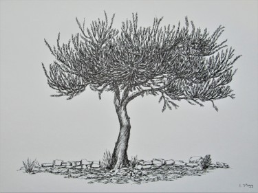 Drawing titled "L'olivier au pied d…" by Isabelle Stagg, Original Artwork, Ink