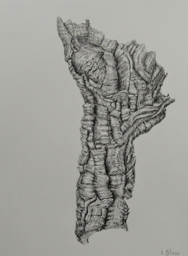 「Quercus Suber III」というタイトルの描画 Isabelle Staggによって, オリジナルのアートワーク, インク