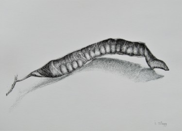 Drawing titled "Seed pod" by Isabelle Stagg, Original Artwork, Ink