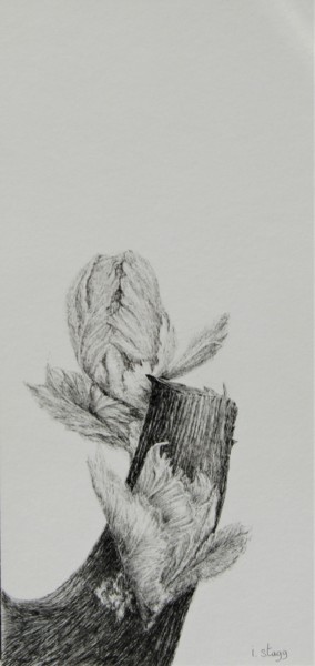 Dessin intitulée "Bud I" par Isabelle Stagg, Œuvre d'art originale, Encre