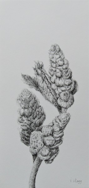 Zeichnungen mit dem Titel "Bud II" von Isabelle Stagg, Original-Kunstwerk, Tinte