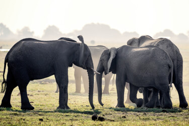Photography titled "Elephant session 1" by Igor Borišek, Original Artwork, Digital Photography