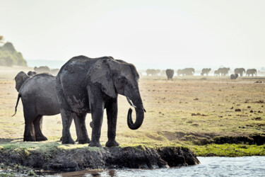 Photographie intitulée "Elephant Session 3" par Igor Borišek, Œuvre d'art originale, Photographie numérique