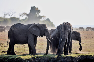 Photographie intitulée "Elephant Session 4" par Igor Borišek, Œuvre d'art originale, Photographie numérique